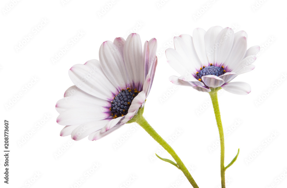 Osteosperumum Flower Daisy