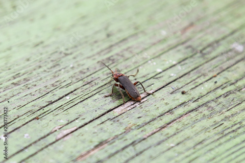 Small insect on a green wooden table