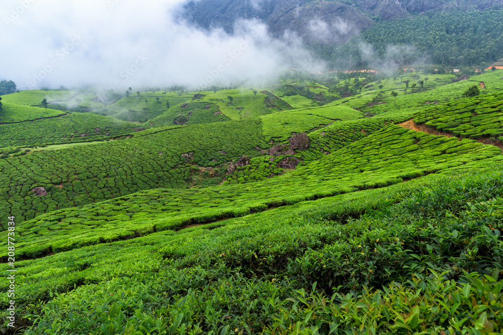 Beautiful tea plantations in hills near Munnar, Kerala, India.