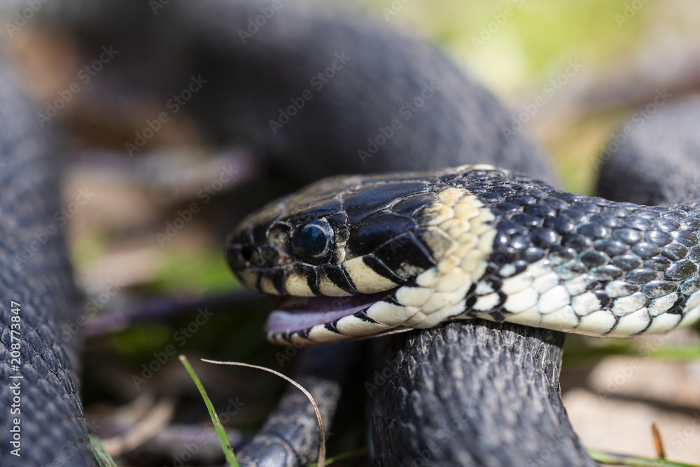 snake 2 snake 2