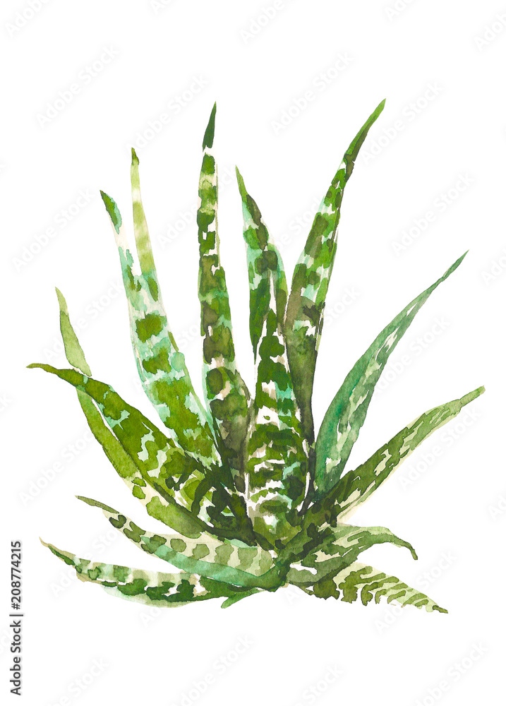 Watercolor hand drawn cactus, succulent isolated on white background. Vintage watercolor botanical illustration for textile, print, invitation, party. Tropical concept. Watercolor hand drawn cactus, succulent isolated on white background. Vintage watercolor botanical illustration for textile, print, invitation, party. Tropical concept.