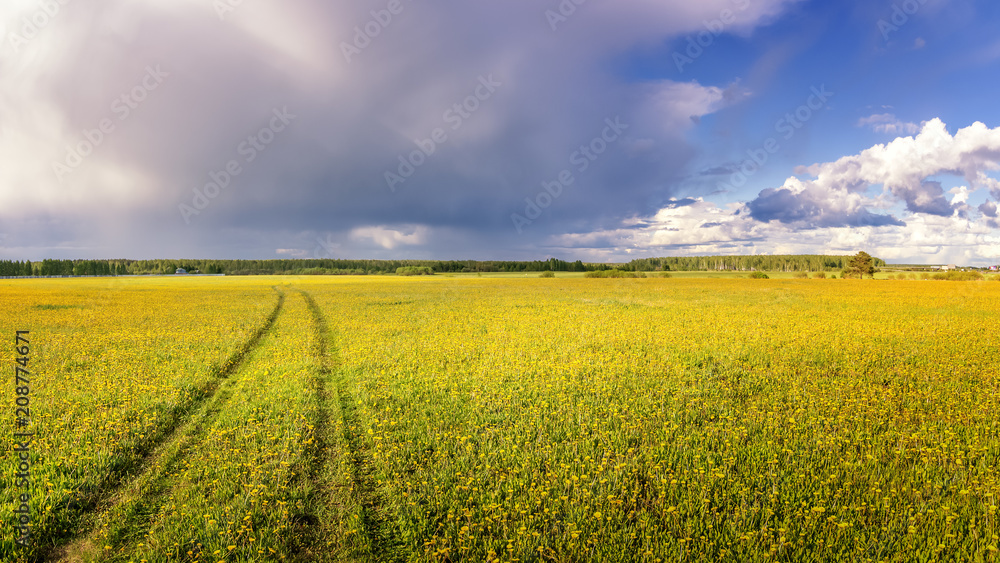 панорама сельского поля летом с желтыми цветами и дорогой, Россия