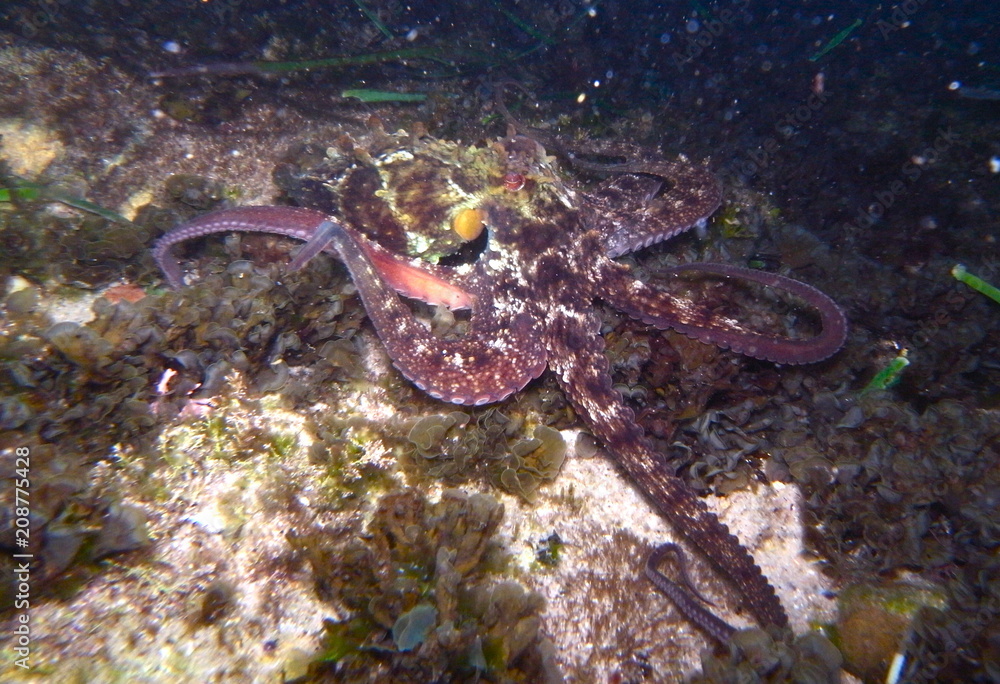Octopus, Tintenfisch Octopus, Tintenfisch