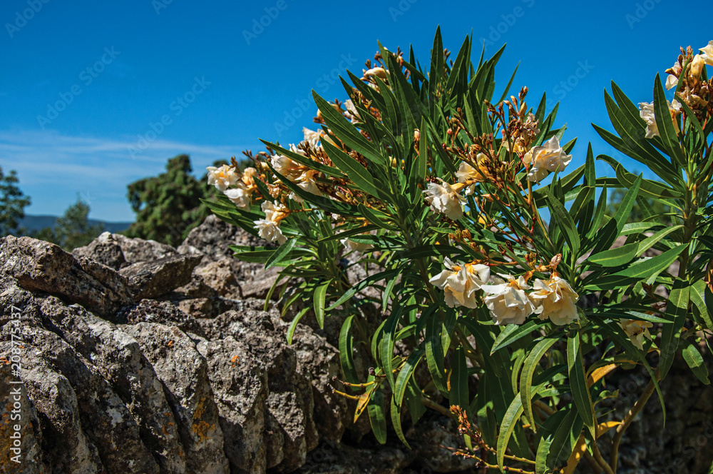 Close-up of stone walled fence and flowers under sunny blue sky, in the Village of Bories, near the town of Gordes. Vaucluse department, Provence region, in southeastern France Close-up of stone walled fence and flowers under sunny blue sky, in the Village of Bories, near the town of Gordes. Vaucluse department, Provence region, in southeastern France