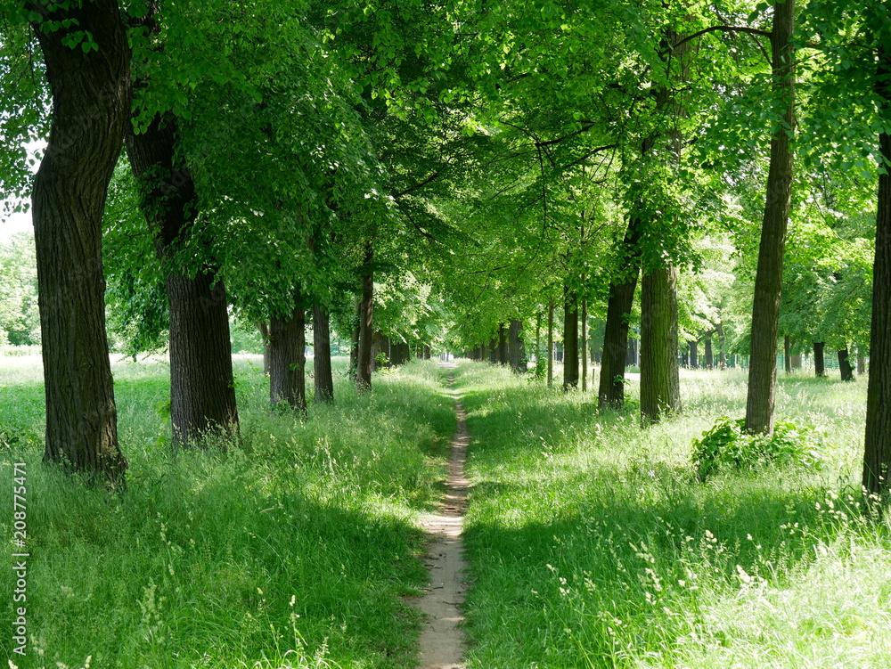 Fototapeta premium Allee