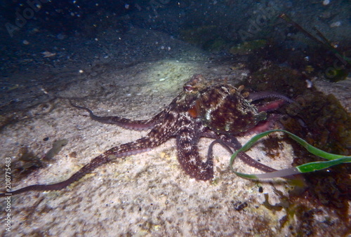 Octopus, Tintenfisch © Sahara Frost