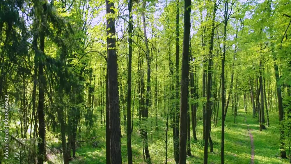 Flying between the trees in the spring forest. Flying between the trees in the spring forest.