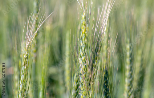 Ears of green wheat close-up  like a background