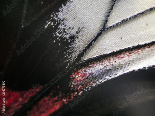 butterfly wings at higher magnification