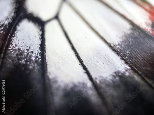 Canvas Print butterfly wings at higher magnification