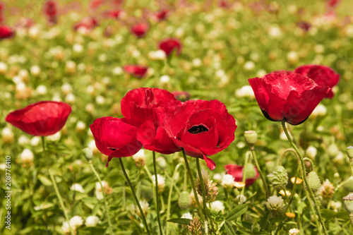 Fototapeta Naklejka Na Ścianę i Meble -  Anemones of the family of buttercup