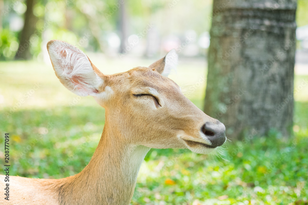 Fototapeta premium fawn deer close up