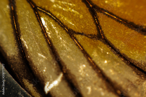 butterfly wings at higher magnification