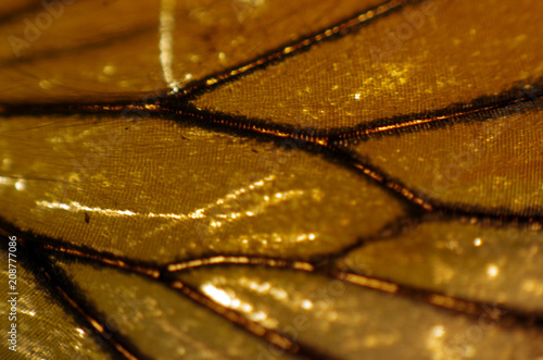 butterfly wings at higher magnification