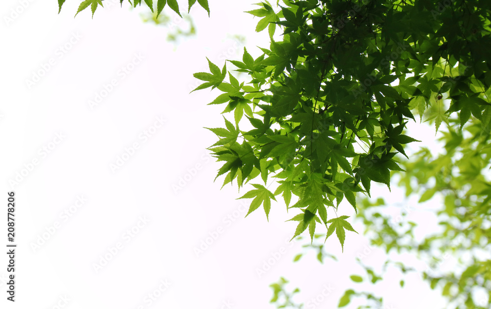 Green natural background,greenery background Green natural background,greenery background