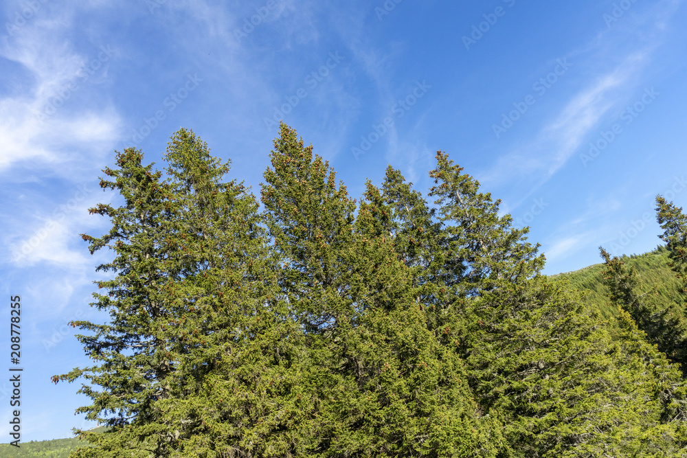 Beautiful evergreen pine trees, under clear sky