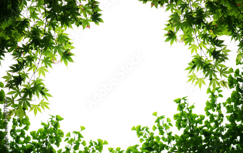 Green natural background greenery background