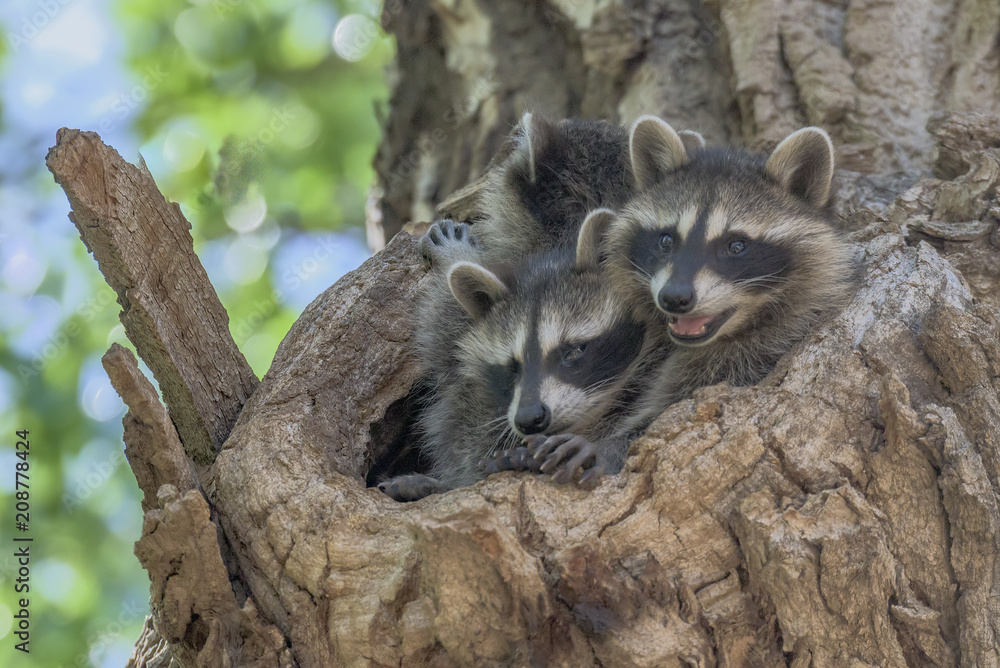 Fototapeta premium Young Raccoons- Procyon lotor