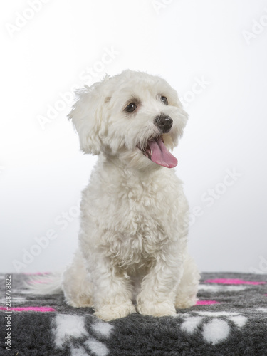 Coton de Tulear puppy portrait. Image taken in a studio with white background.  © Jne Valokuvaus
