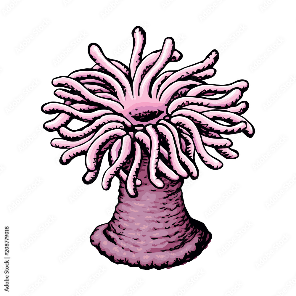 Details 77+ sea anemone sketch in.eteachers