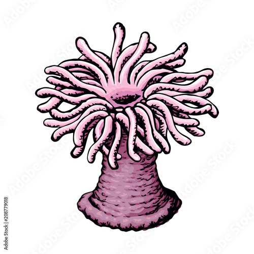 Sea anemone. Vector sketch