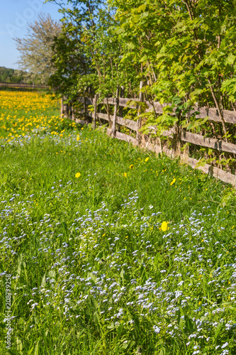 Fototapeta Naklejka Na Ścianę i Meble -  Flowering meadow