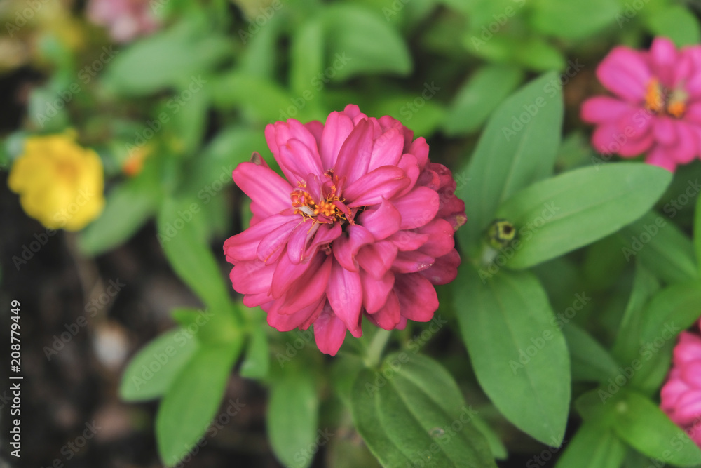 Spring Bloom Spring Bloom