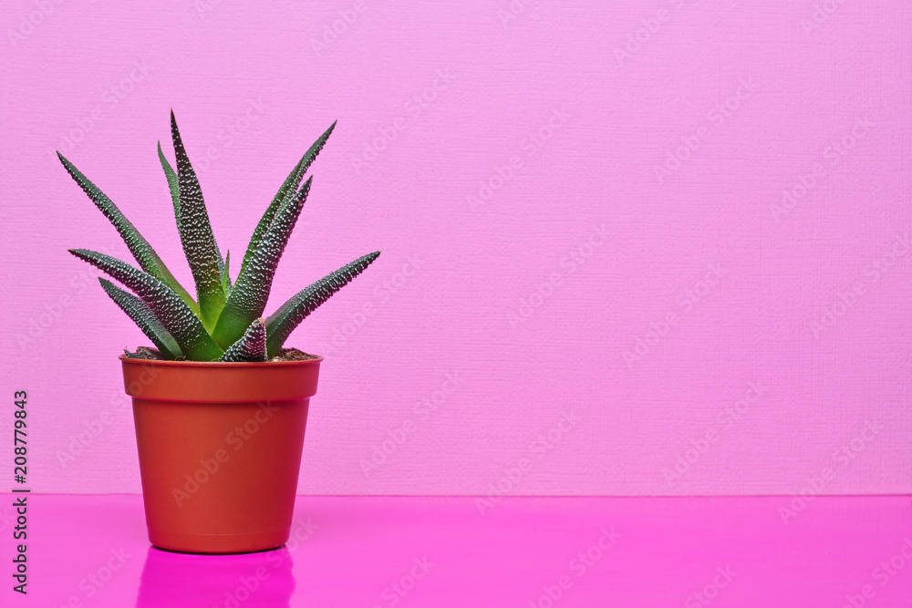 Small green succulent in red flower pot on bright pink background Small green succulent in red flower pot on bright pink background