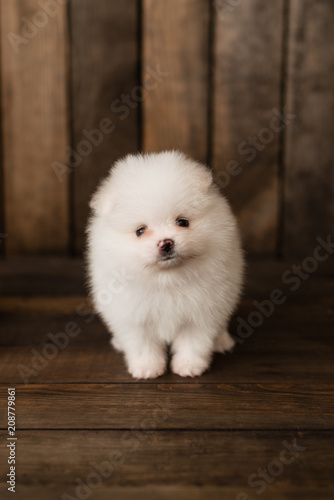 Little Pomeranian spitz-dogpuppy.It can be used as a background