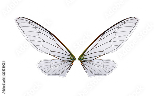 a pair of cicada wings isolated on white nbackground © supasart