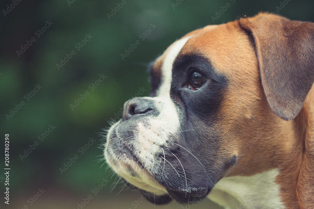 German boxer dog in action German boxer dog in action