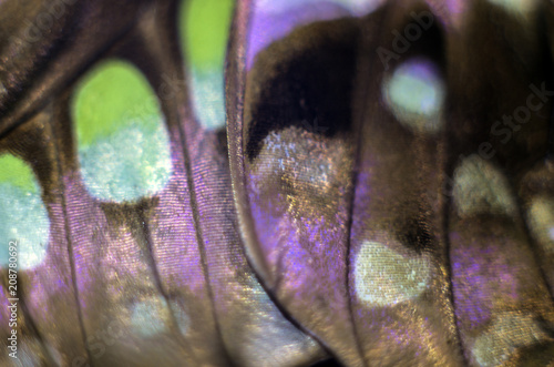 butterfly wings at higher magnification