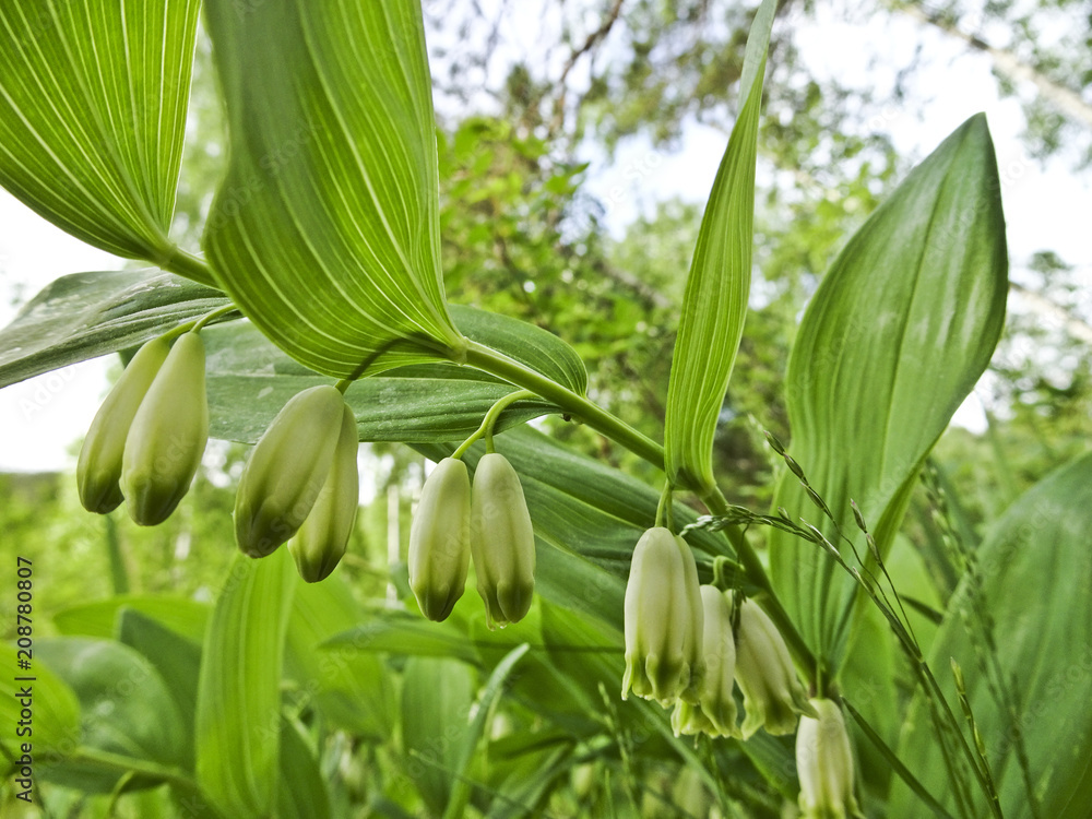 Obraz premium Blooming lilies of the valley in the forest (Polygonatum odoratum)