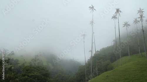 Timelapse of the moving mist and wax palm trees, in the Cocora valley, Colombia photo