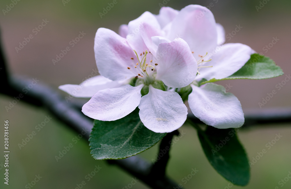 apple blossom in spring on a clear day apple blossom in spring on a clear day