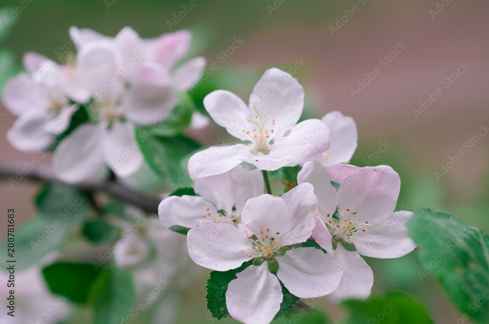 apple blossom in spring on a clear day apple blossom in spring on a clear day