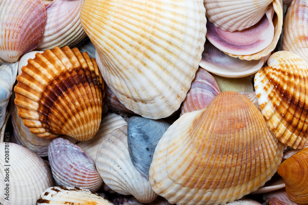 Variety of seashells at sunny summer day Variety of seashells at sunny summer day