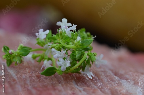 flor de tomillo, verde, macro carne, alimento