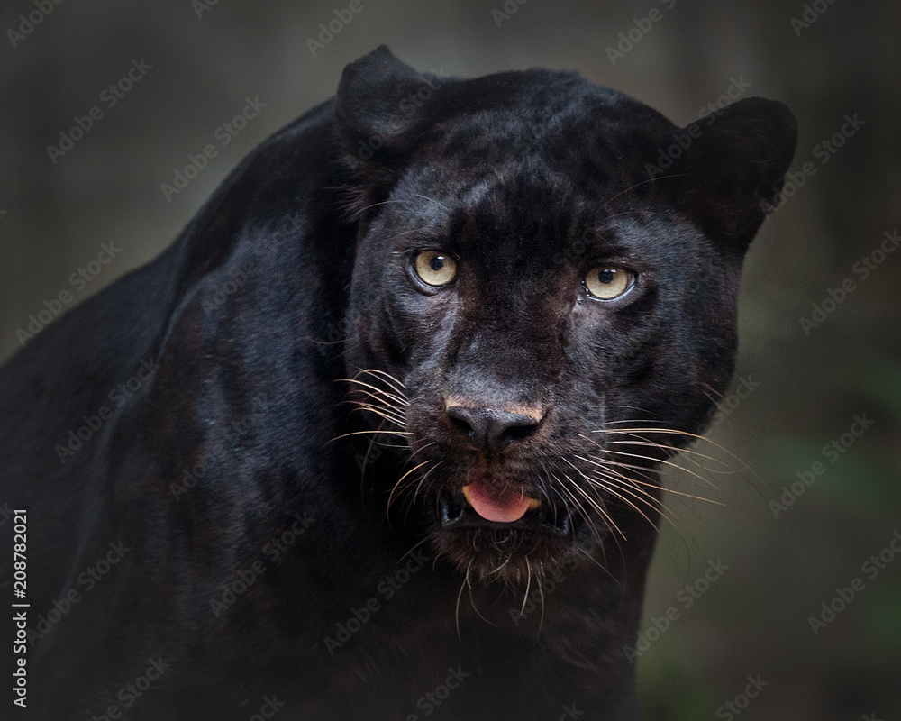 panther ,black  panther