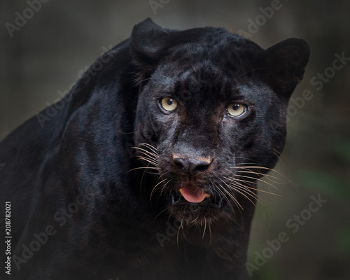panther ,black  panther