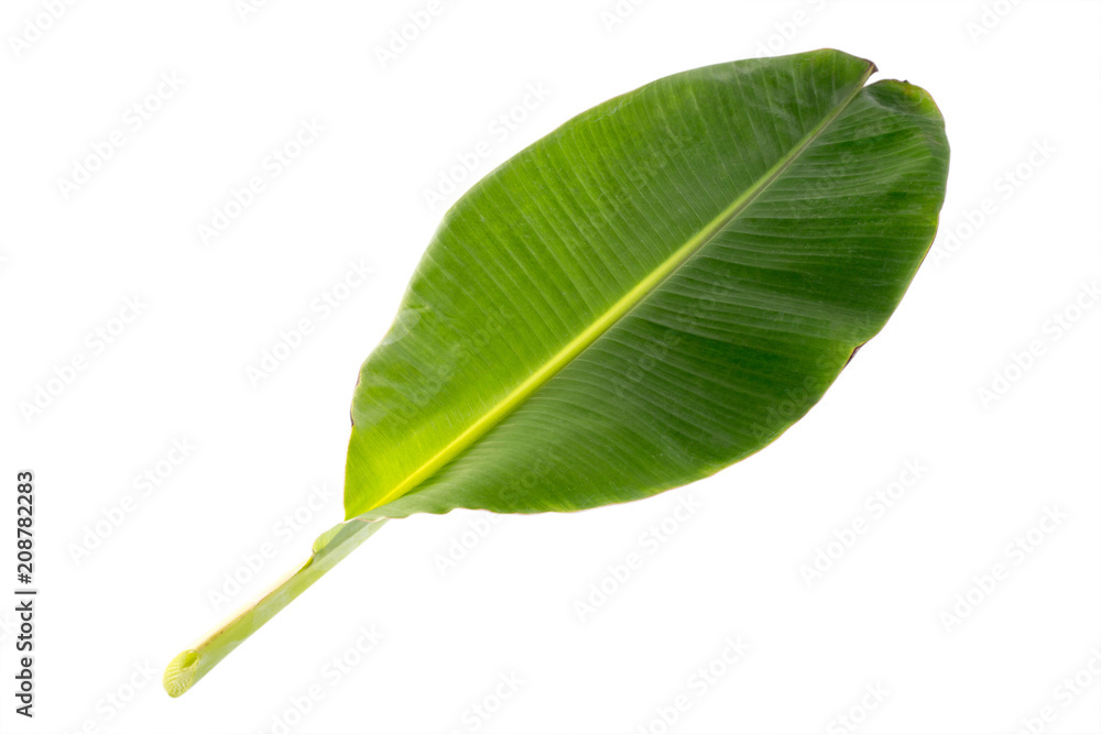 Obraz premium The beautiful banana leaf isolated on white background