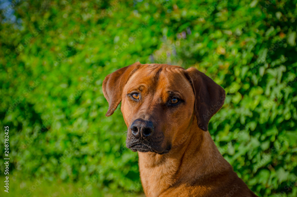 портрет рыжей собаки на фоне зеленых кустарников