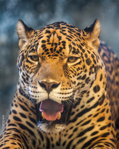Jaguar tiger head. © apple2499