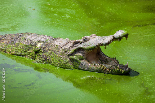 Wildlife crocodile open mouth on green background.