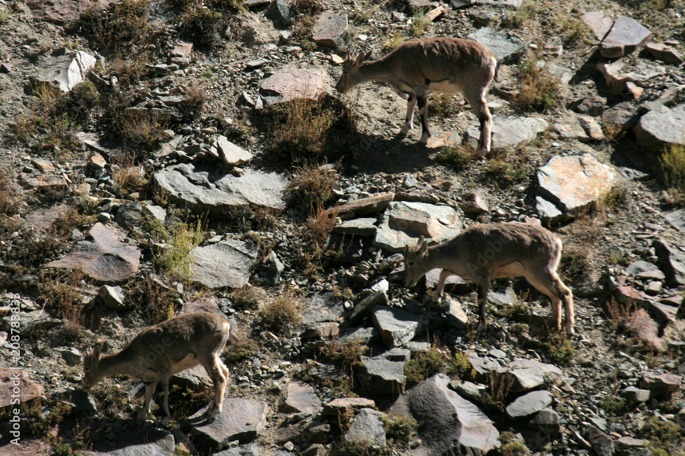 Mountain Climb- Stok Kangri (6,150m / 20,080ft), India Mountain Climb- Stok Kangri (6,150m / 20,080ft), India