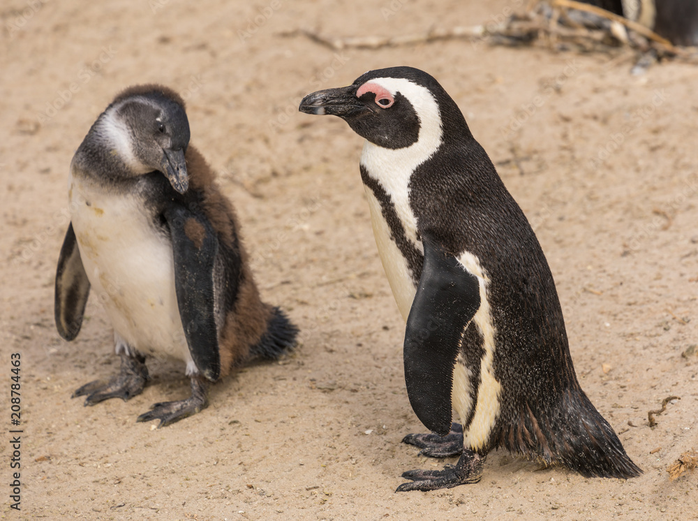 Obraz premium African Penguin