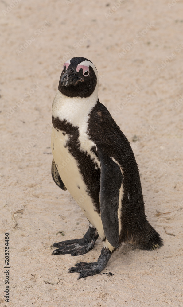 Fototapeta premium African Penguin