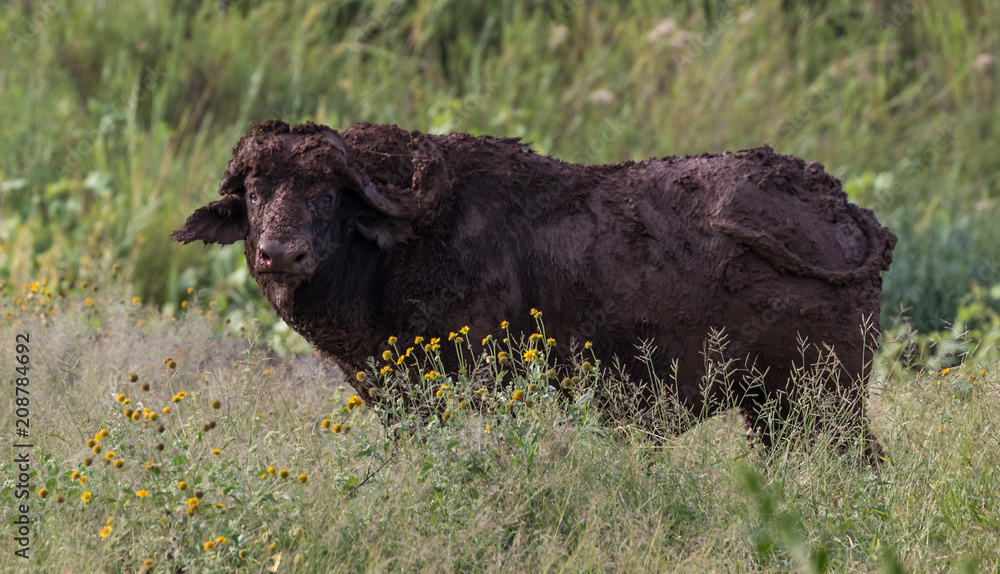 Fototapeta premium Water Buffalo