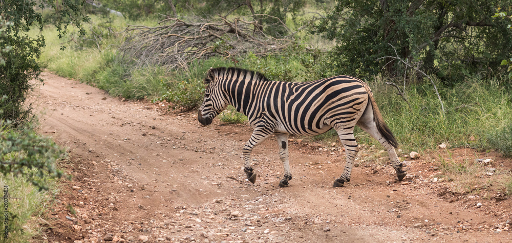 Obraz premium Zebra Crossing