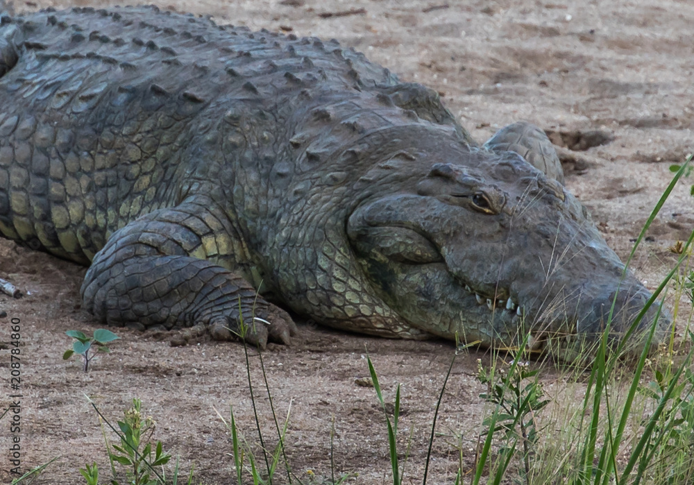 Obraz premium African Crocodile